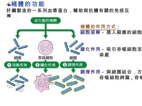 調理作用